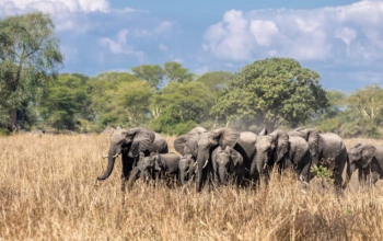 Kasungu National Park