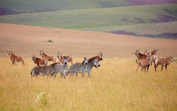 Nyika National Park