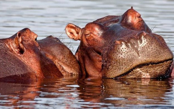 Liwonde National Park Liwonde National Park