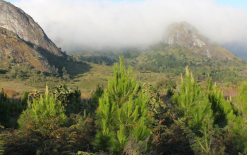 South Viphya Forest Reserve South Viphya Forest Reserve