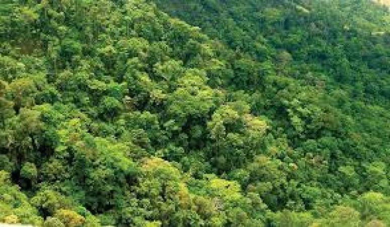 Thombani Forest Reserve