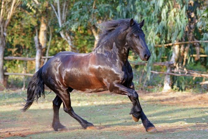 Plateau Stables - Zomba