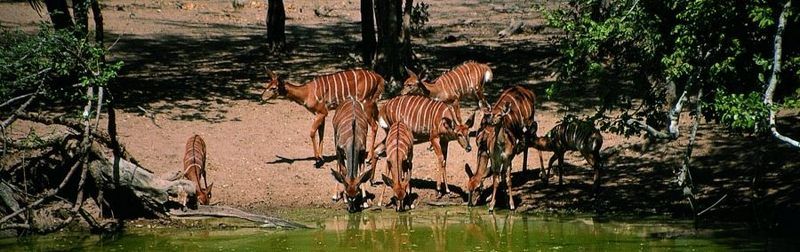Lengwe National Park