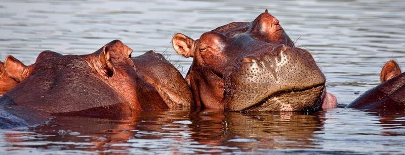 Liwonde National Park