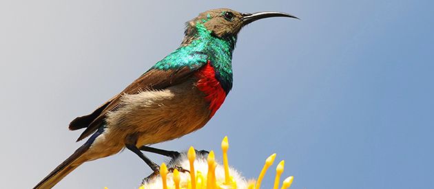 Bird watching
