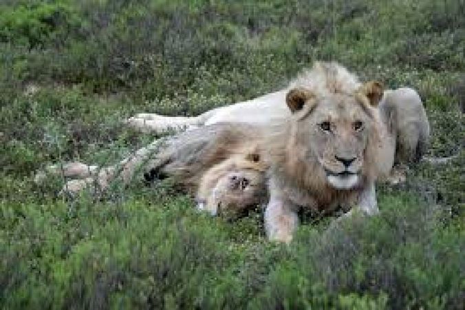 Mwabvi Wildlife Reserve