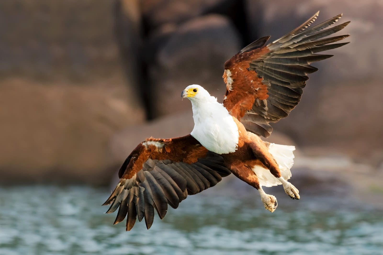 SBLwildFisheagle SBLwildFisheagle