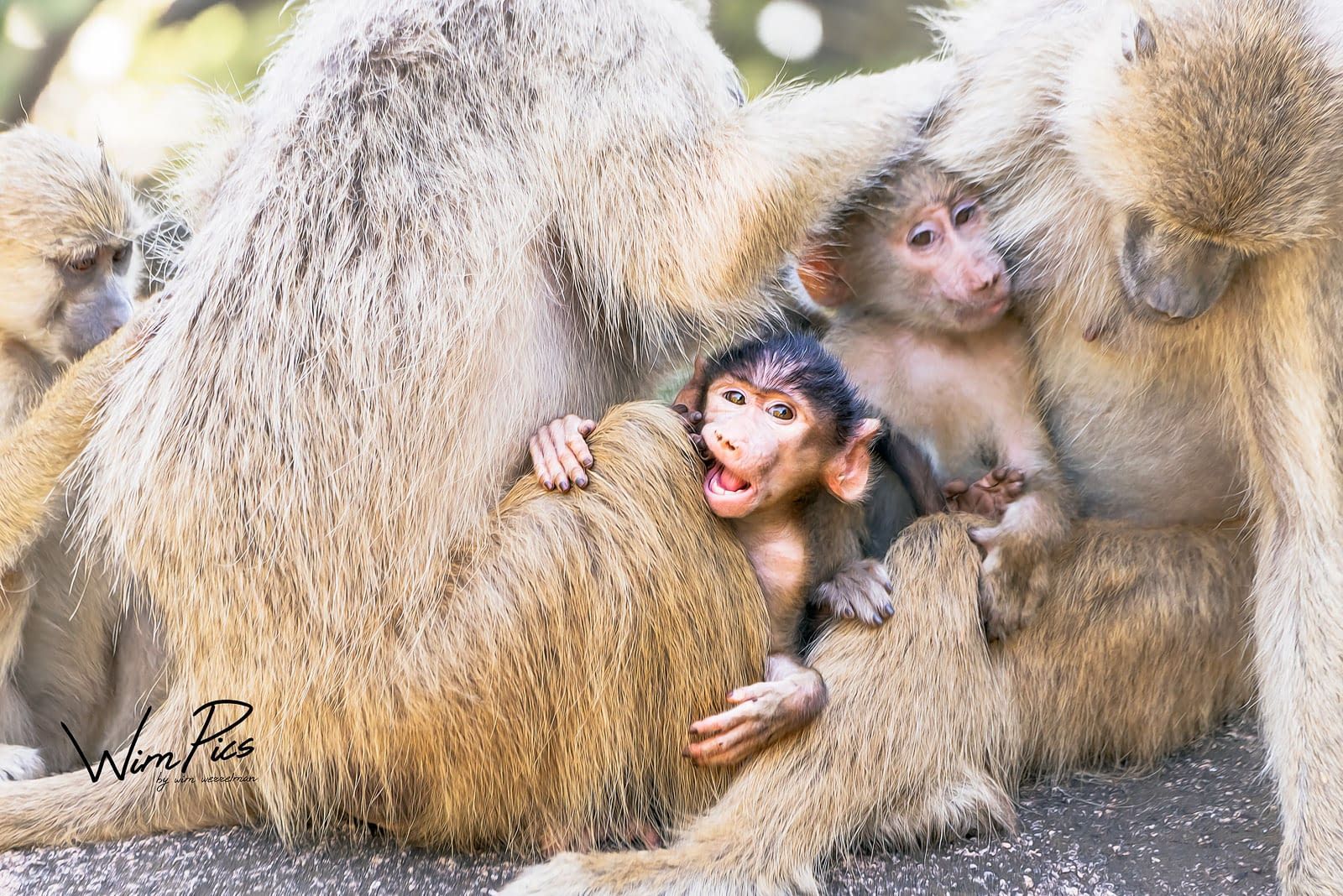 baboonlove baboonlove