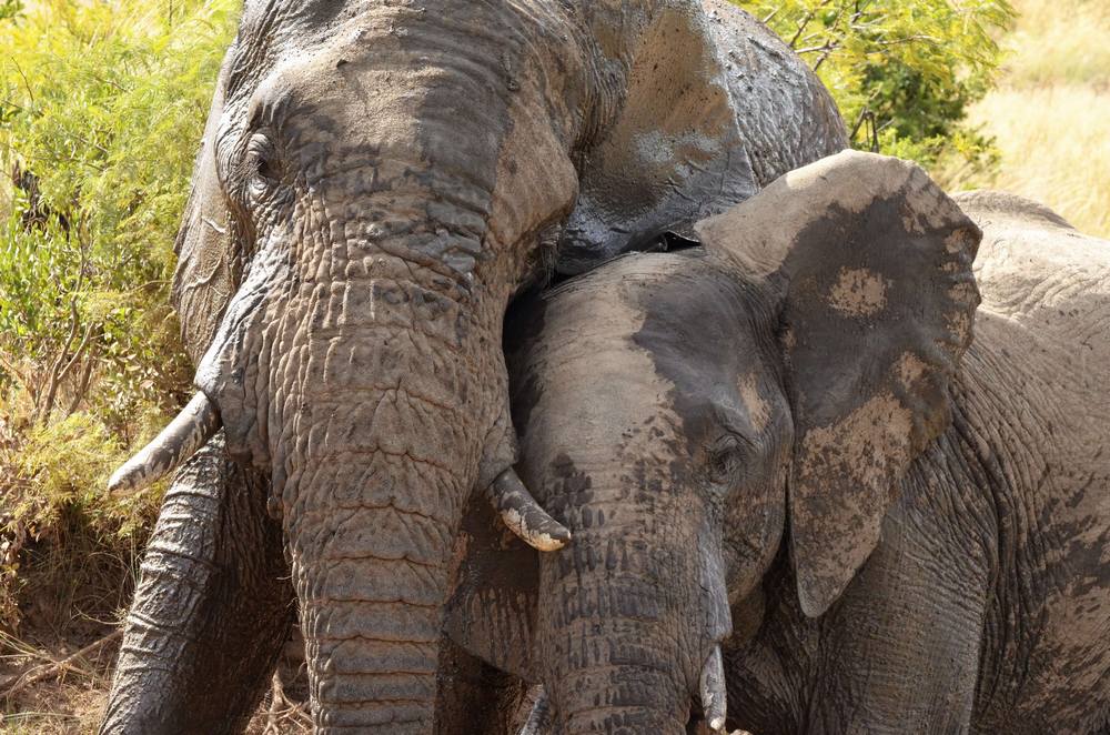 Elephants-mud-Travel-Africa-Wildlife Elephants-mud-Travel-Africa-Wildlife