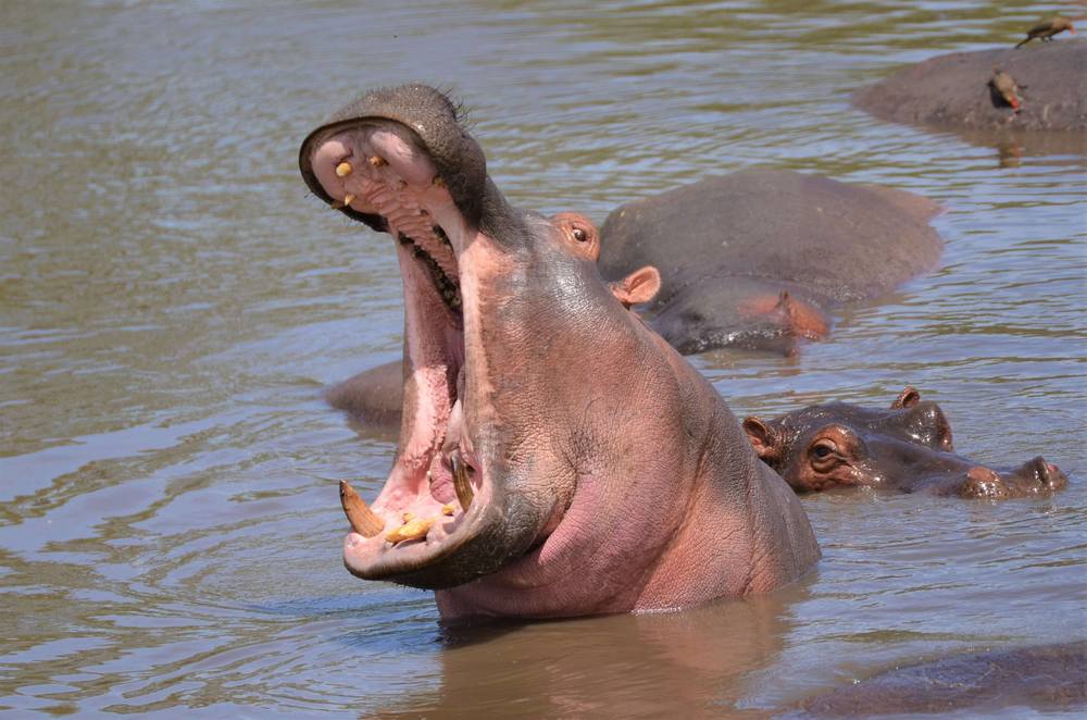 Safari-animals-in-Malawi-hippo Safari-animals-in-Malawi-hippo