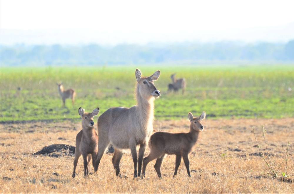 Waterbuck-Safari-Malawi-Liwonde Waterbuck-Safari-Malawi-Liwonde