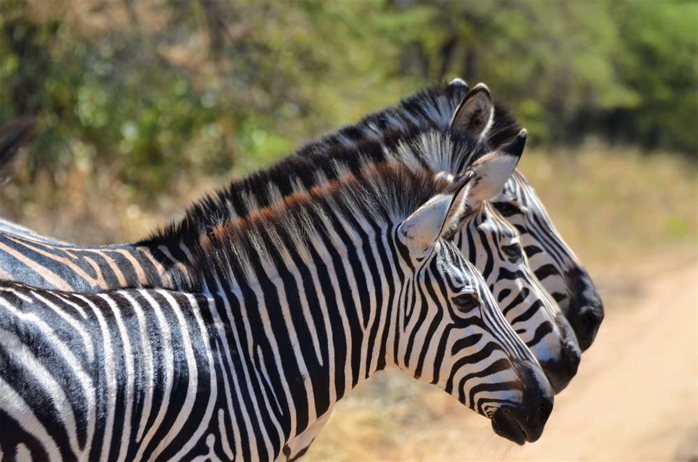 Zebras-African-wildlife-Malawi-Kuti Zebras-African-wildlife-Malawi-Kuti