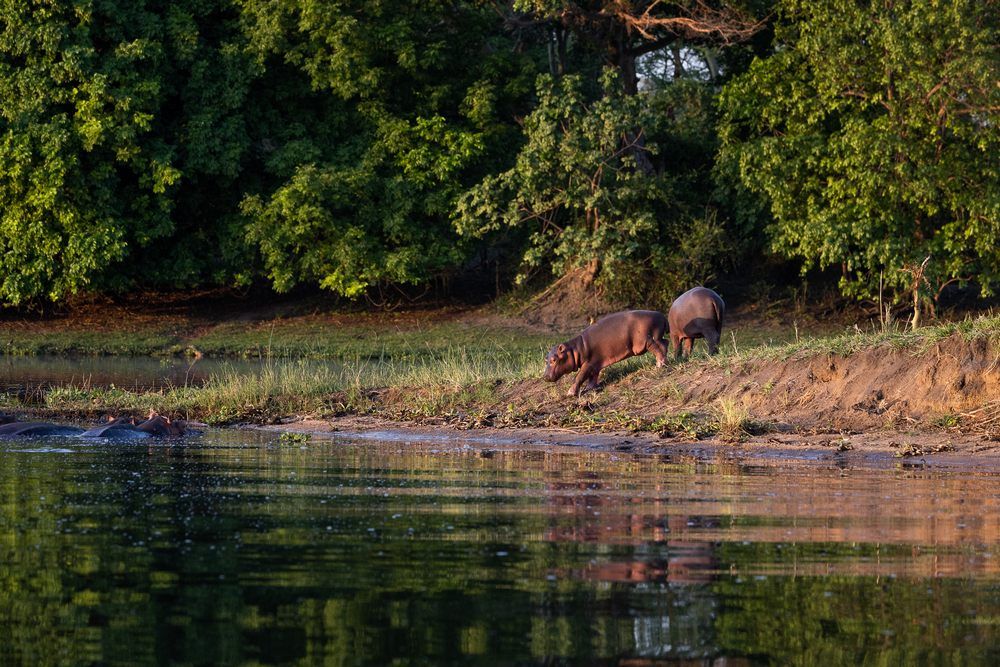 Baby-Hippos---Alice-Peretie Baby-Hippos---Alice-Peretie