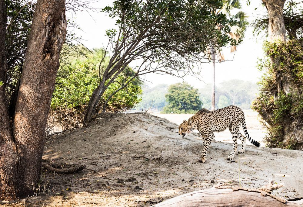 Malawi-Travel---Cheetah-2 Malawi-Travel---Cheetah-2