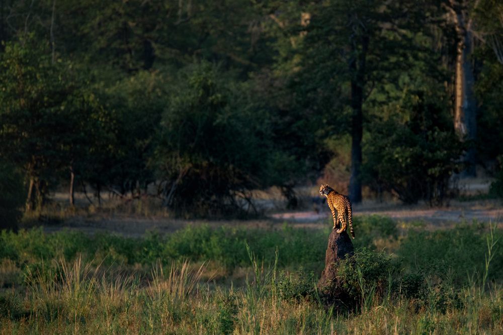 Malawi-Travel---Cheetah-3 Malawi-Travel---Cheetah-3
