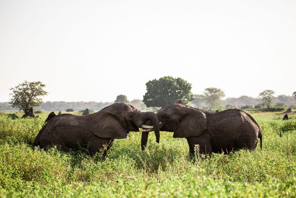Malawi-Travel---Elephants-2 Malawi-Travel---Elephants-2