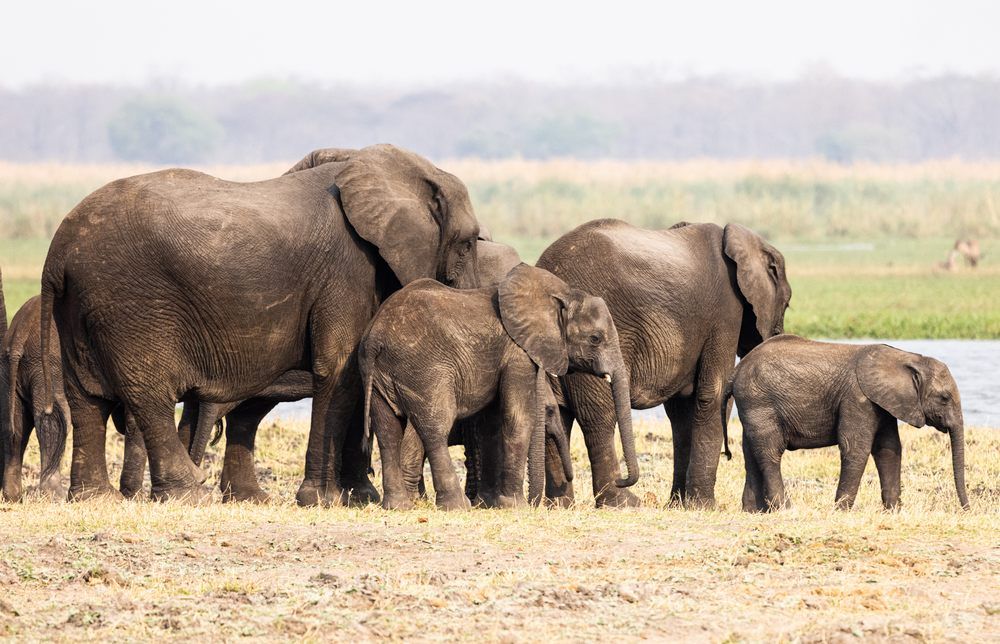 Malawi-Travel---Elephants Malawi-Travel---Elephants