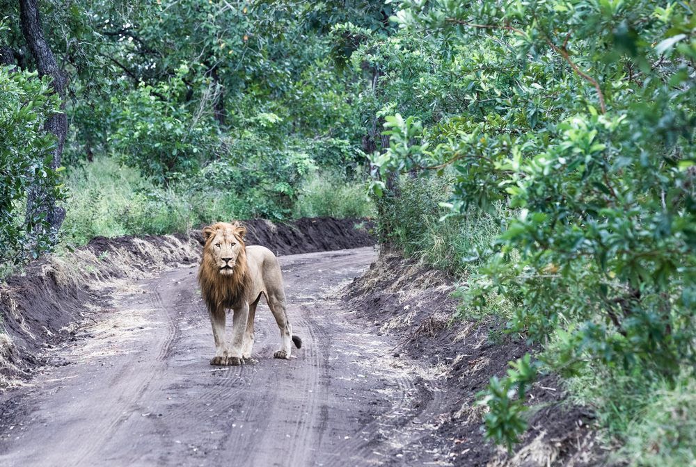 Malawi-Travel---Lion-Majete Malawi-Travel---Lion-Majete