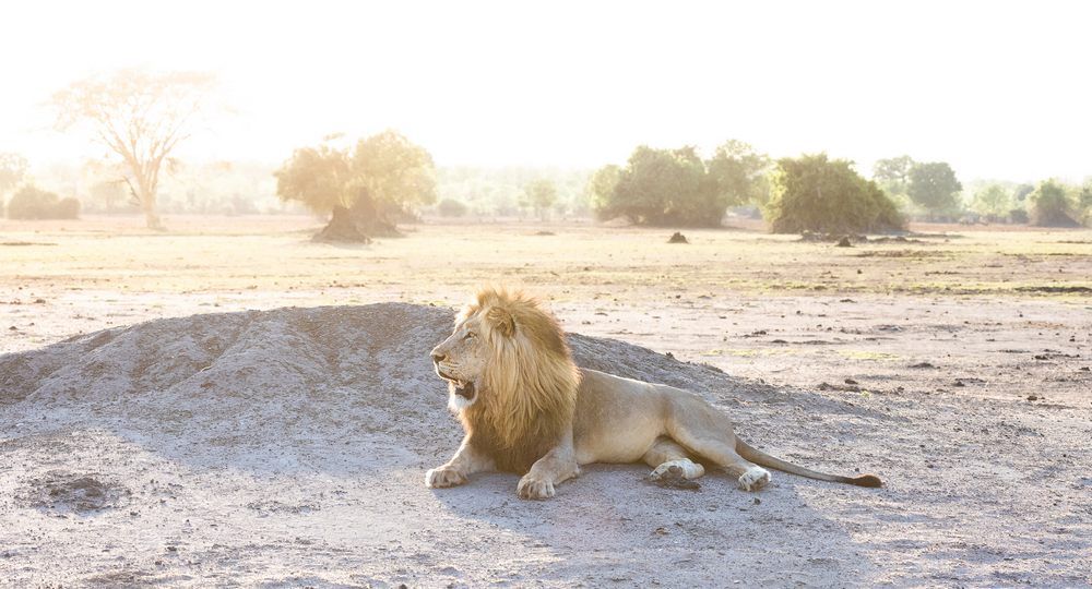 Male-Lion---AlicePeretie Male-Lion---AlicePeretie