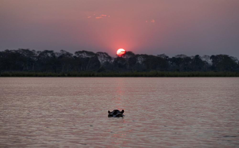 Shire-River---Hippo---AlicePeretie-2 Shire-River---Hippo---AlicePeretie-2