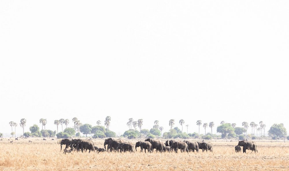 elephants---palm-trees---AlicePeretie elephants---palm-trees---AlicePeretie