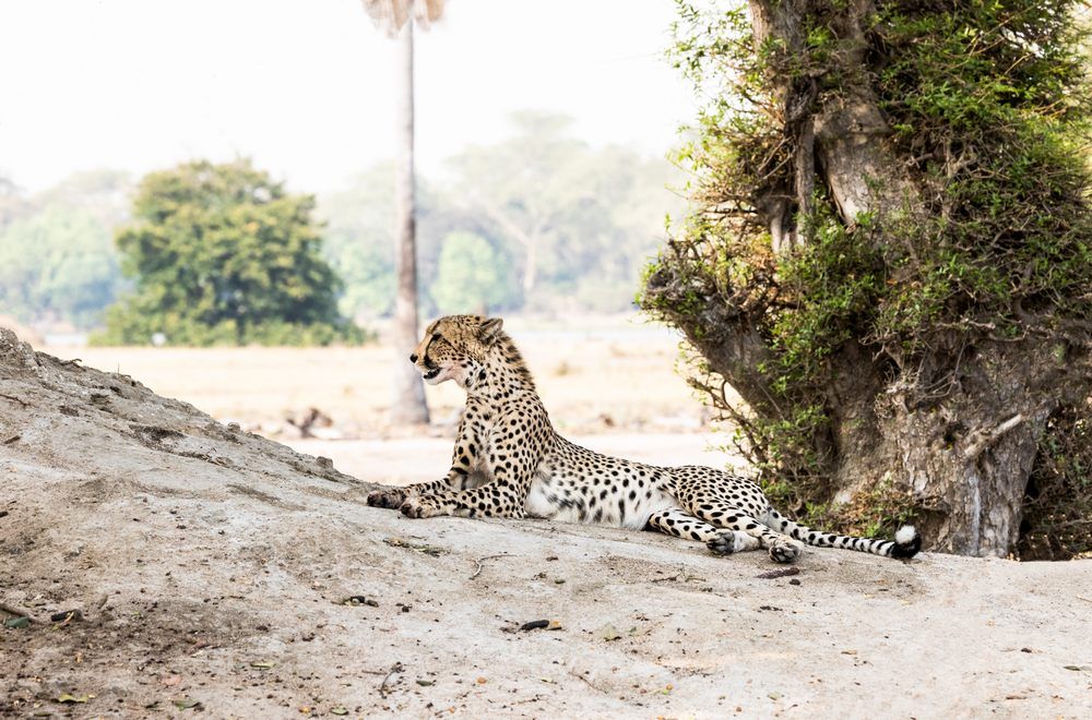 Malawi-Travel---Cheetah Malawi-Travel---Cheetah
