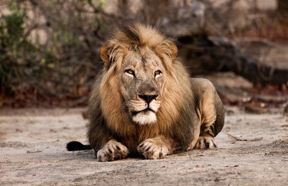 Malawi-Travel---Lion Malawi-Travel---Lion