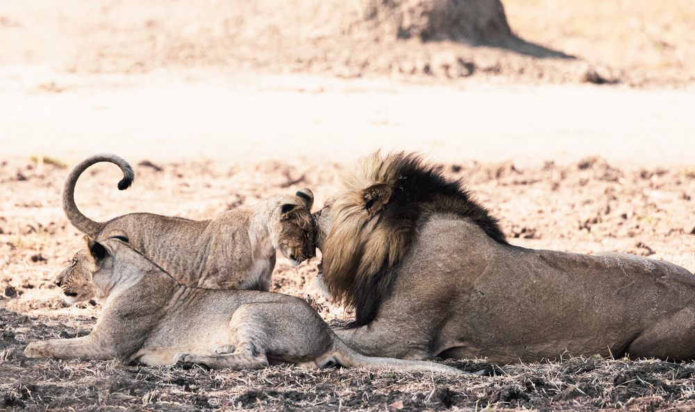 lion-cub-and-male--AlicePeretie lion-cub-and-male--AlicePeretie