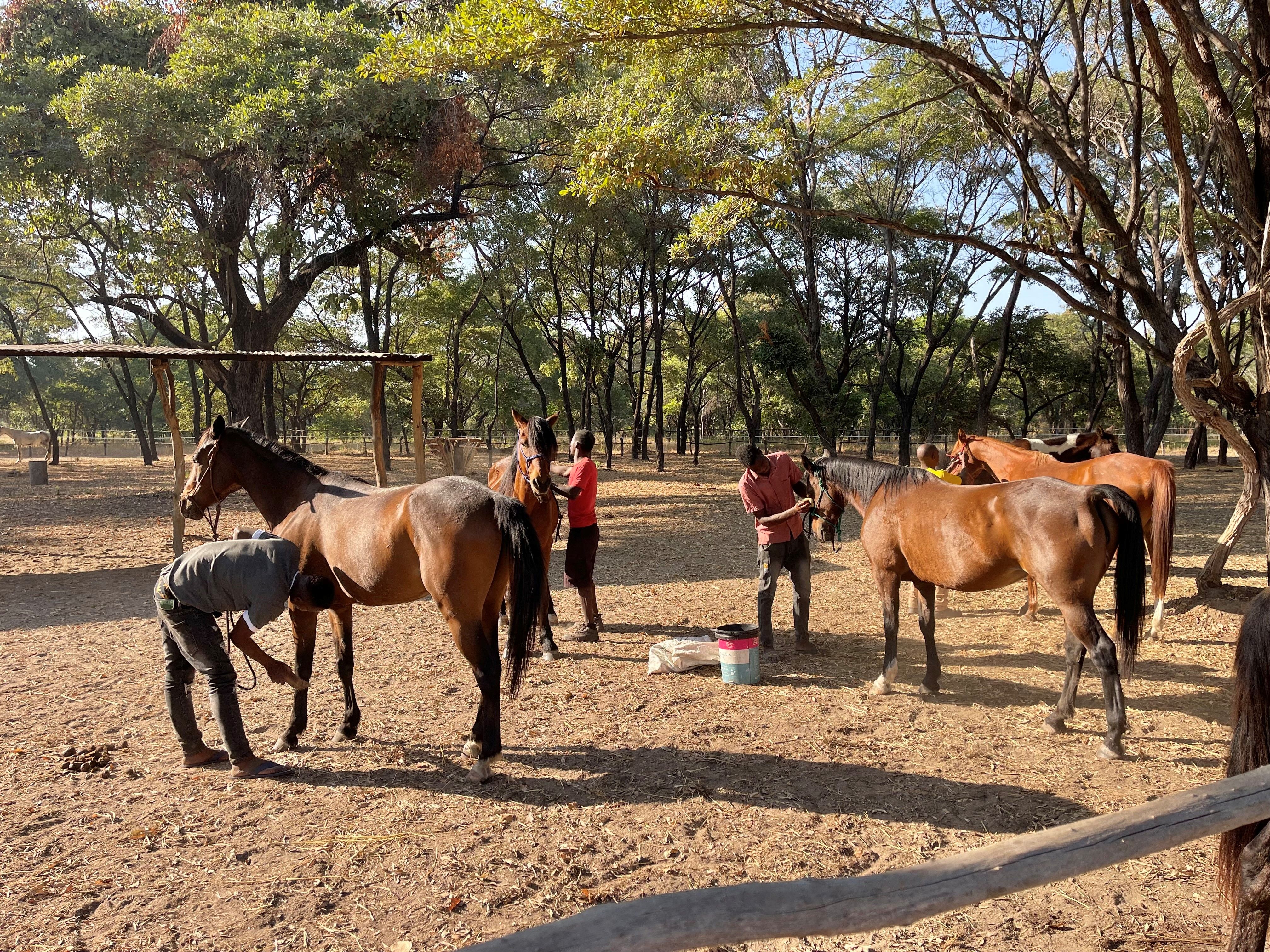 Horse-care-grooming