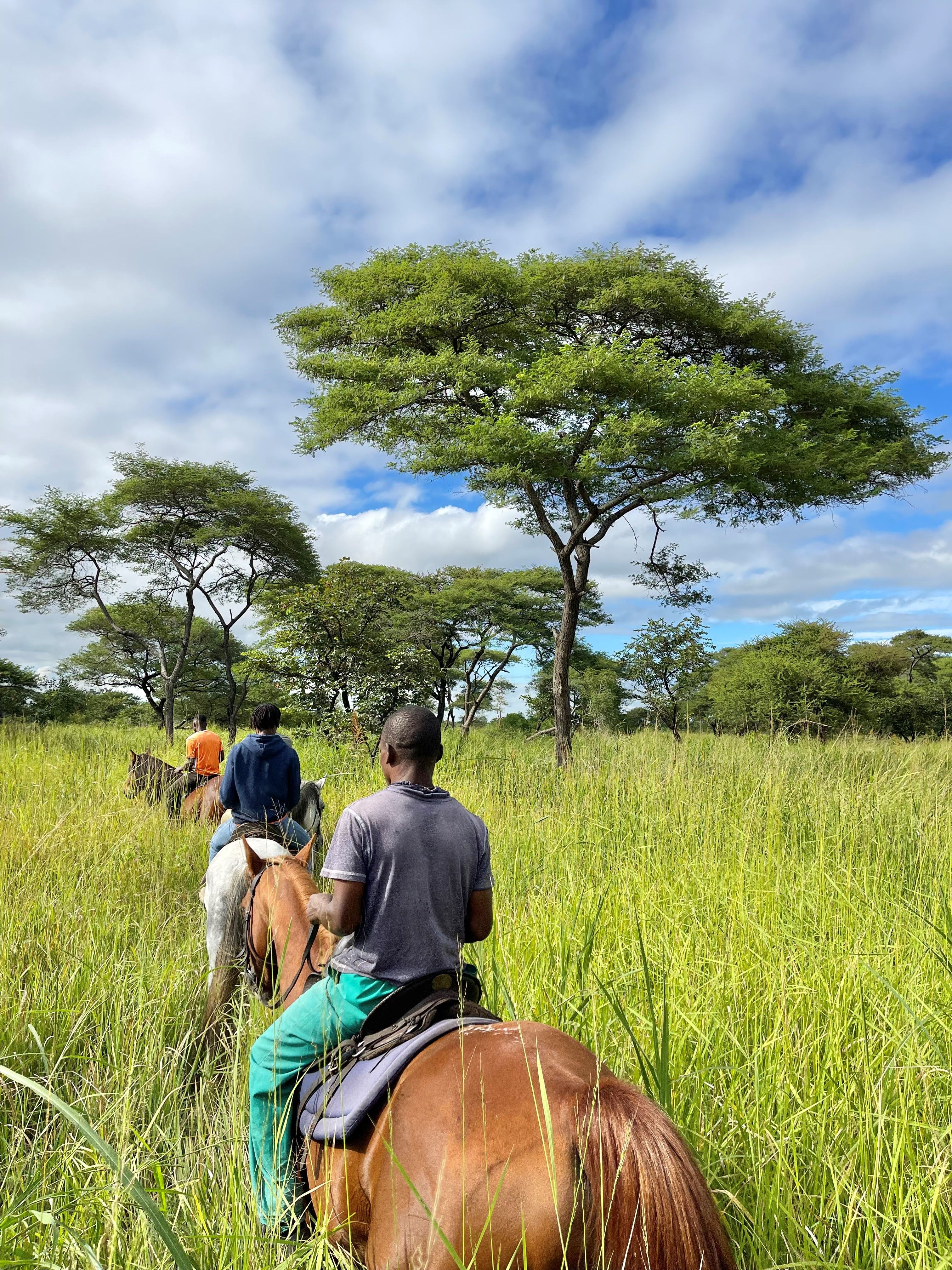 Horse-riding-Kuti-group-tree