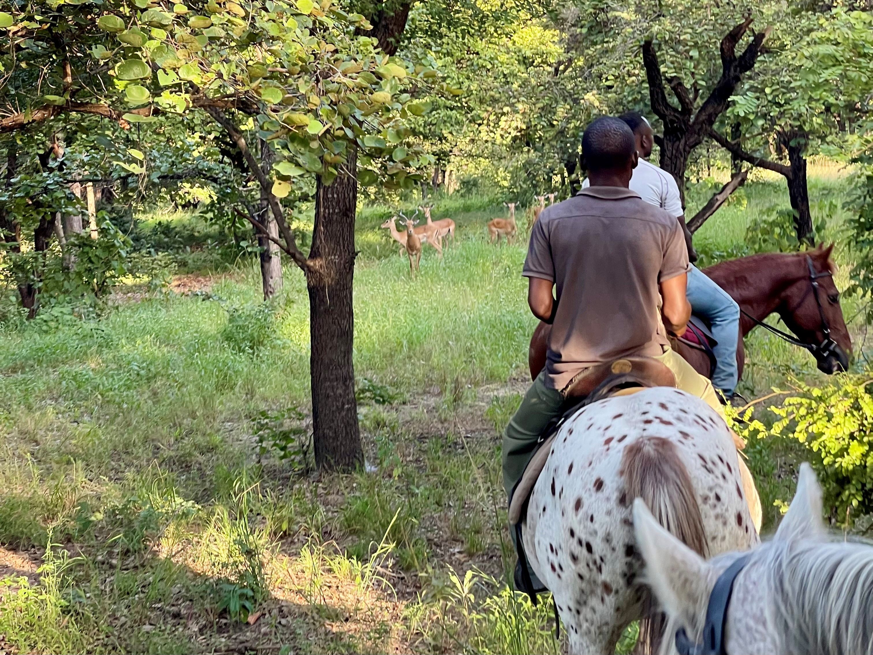 Horseback-game-viewing-impalas-horses-Kuti-Wildlife-Reserve