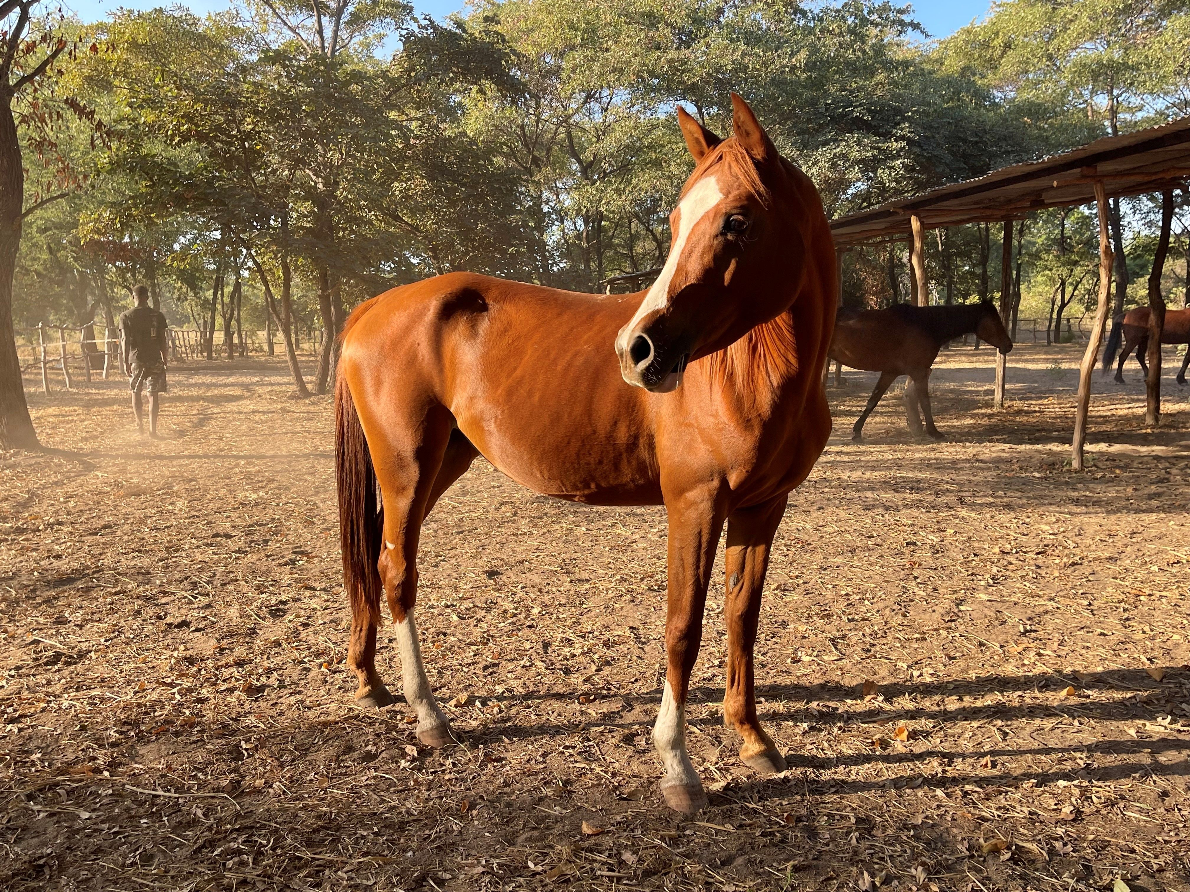 Meet-Horse-Prada