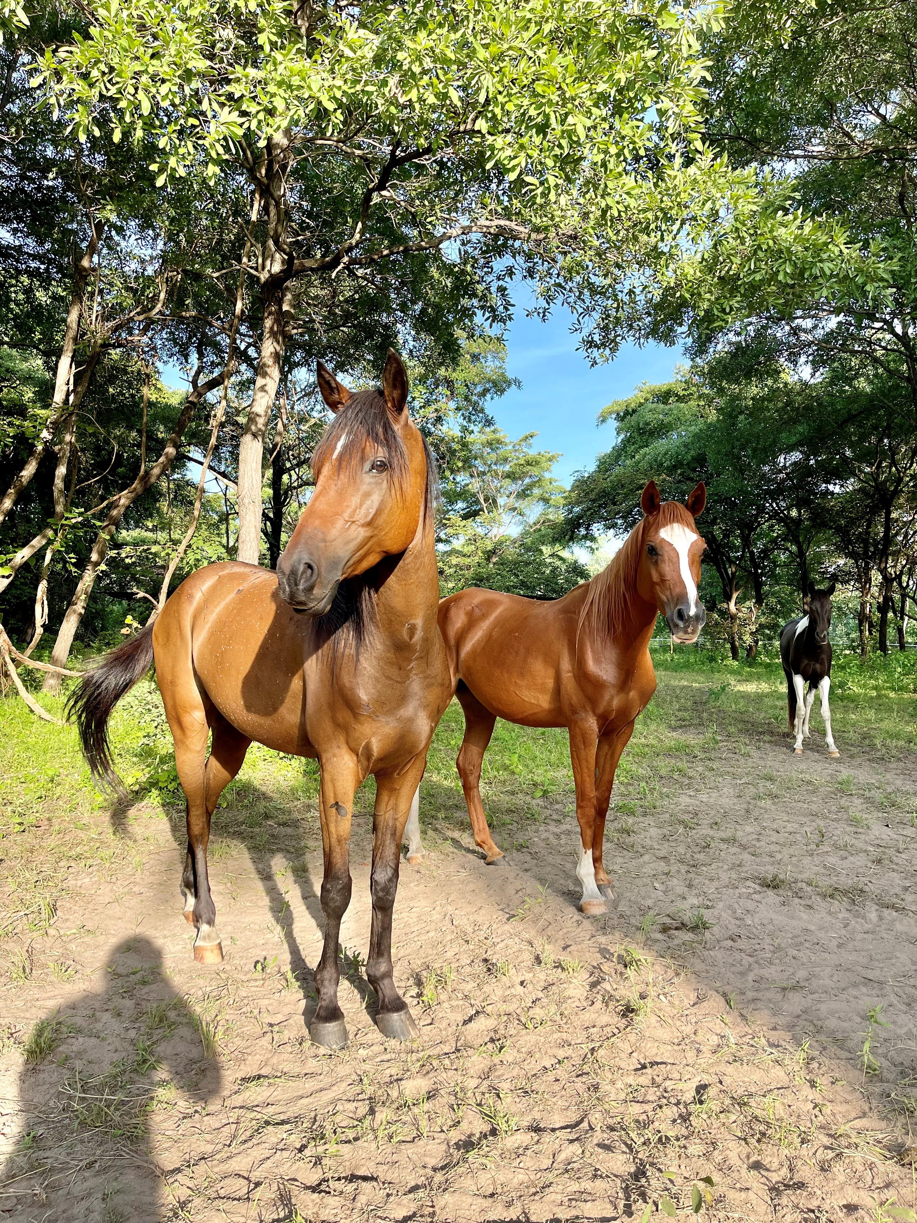 Uku-Prada-Chilli-Horseback-Adventures-Malawi