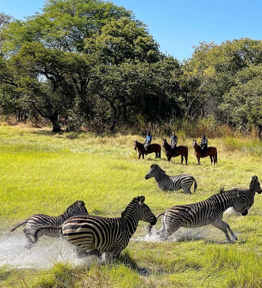 ZebrasHorses ZebrasHorses