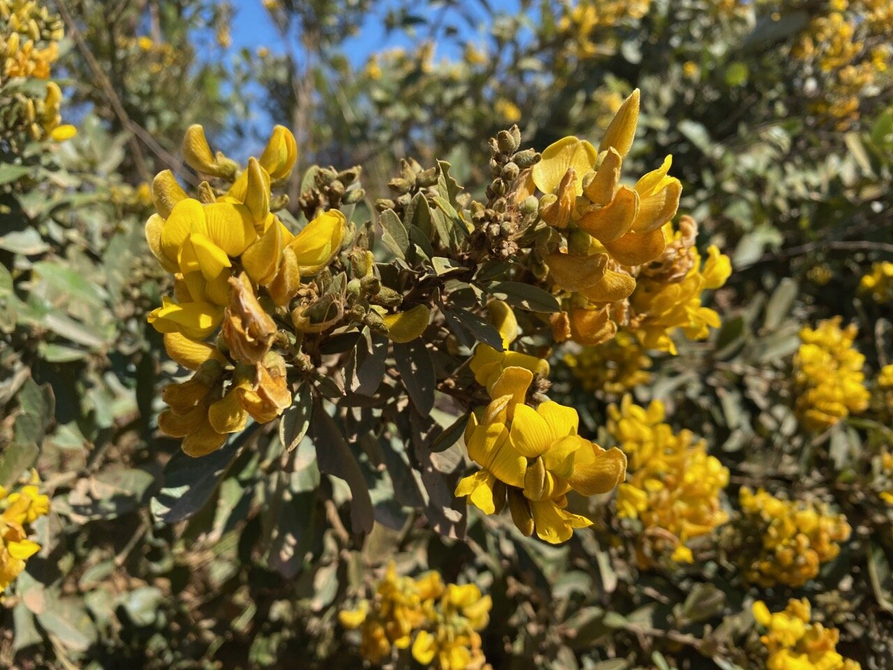YellowflowersontreeViphyaKawandamaMalawi YellowflowersontreeViphyaKawandamaMalawi