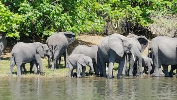 African-Parks African-Parks