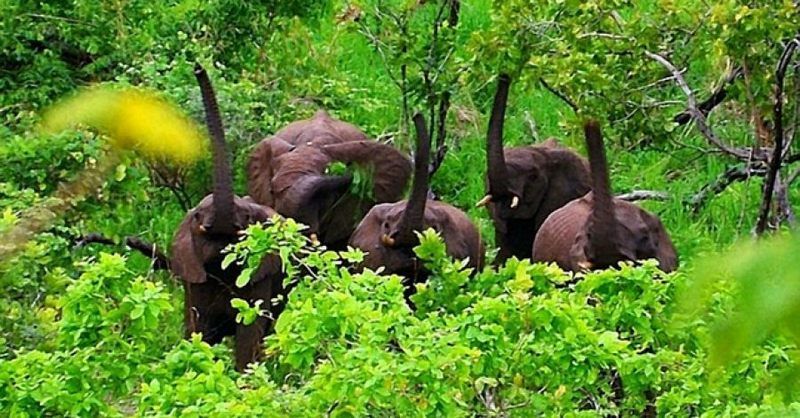 Dedza-Salima Forest Reserve