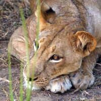 Kikobo Safaris & Lodging