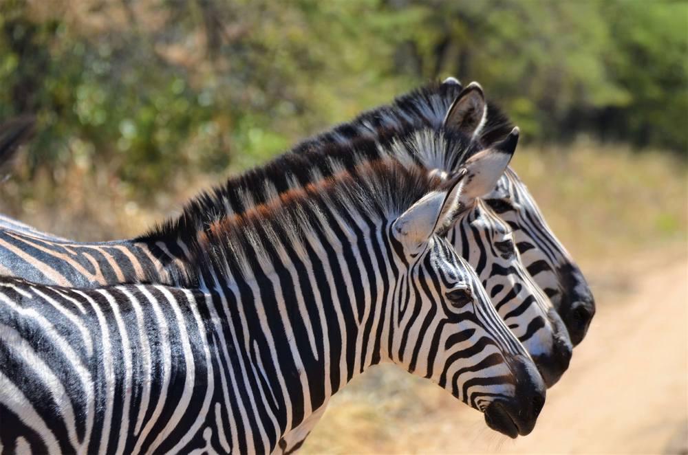 Zebras-African-wildlife-Malawi-Kuti
