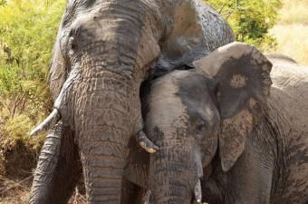 Elephants-mud-Travel-Africa-Wildlife