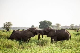 Malawi-Travel---Elephants-2