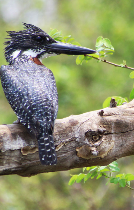 Ng-ona-Lodge-Birding Ng-ona-Lodge-Birding