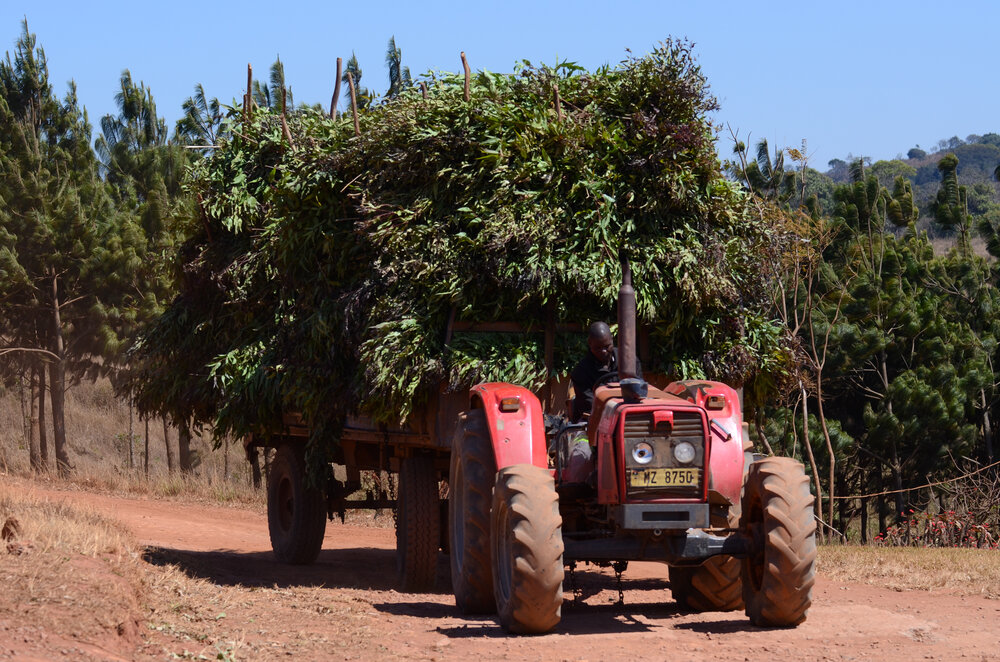 KawandamaHillstractorwithtrailercarrying4tonoflemoneucalyptusleafharvestedfordistillingoil