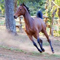 Plateau Stables - Zomba