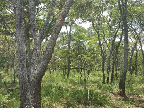 Chimaliro Forest Reserve